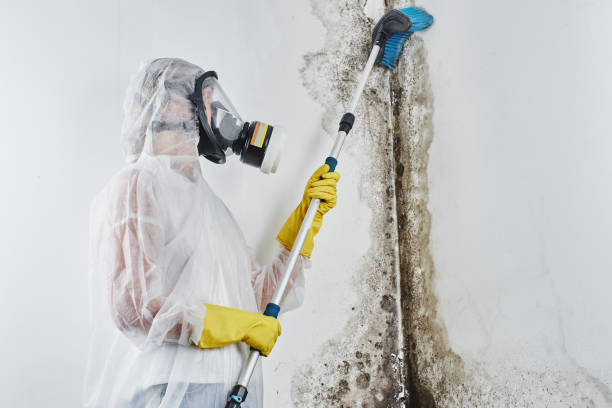 Best Home Mold Removal  in Riviera Beach, MD