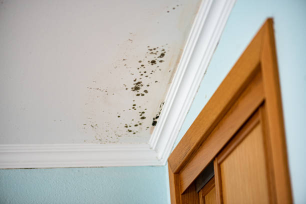 Best Certified Mold Removal  in Riviera Beach, MD