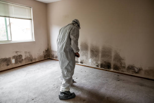 Best Toxic Mold Removal  in Riviera Beach, MD