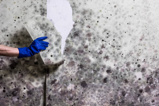 Mold Removal Process in Riviera Beach, MD