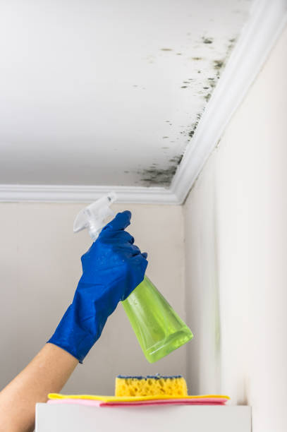 Best Mold Damage Repair  in Riviera Beach, MD